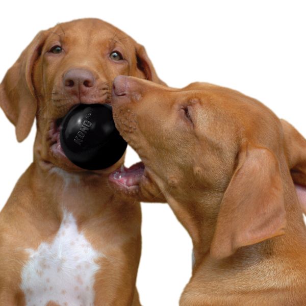 1702207978 קונג20כדור20אקסטרים202.jpg