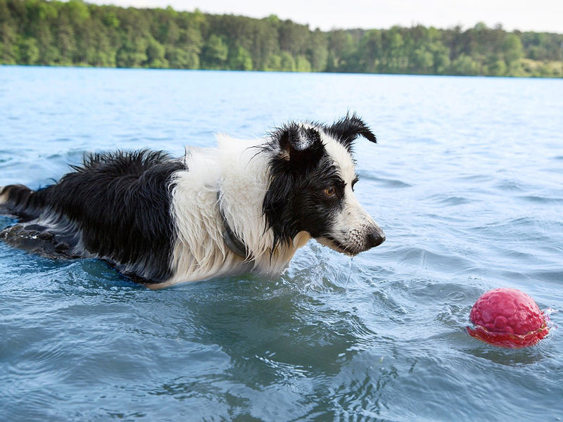 Boz Dog Ball Floats In Water.jpg