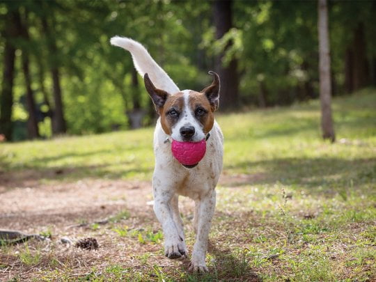 Boz Large Fetch In Park.jpg
