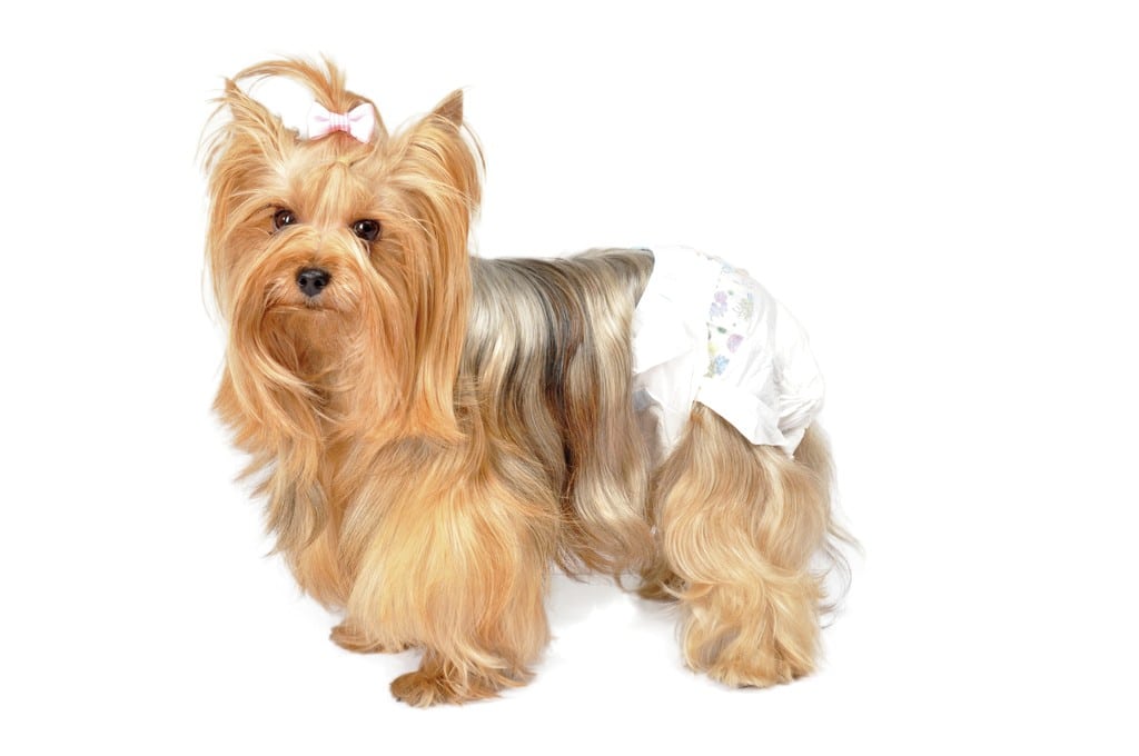 Camon Diapers Dog.jpg
