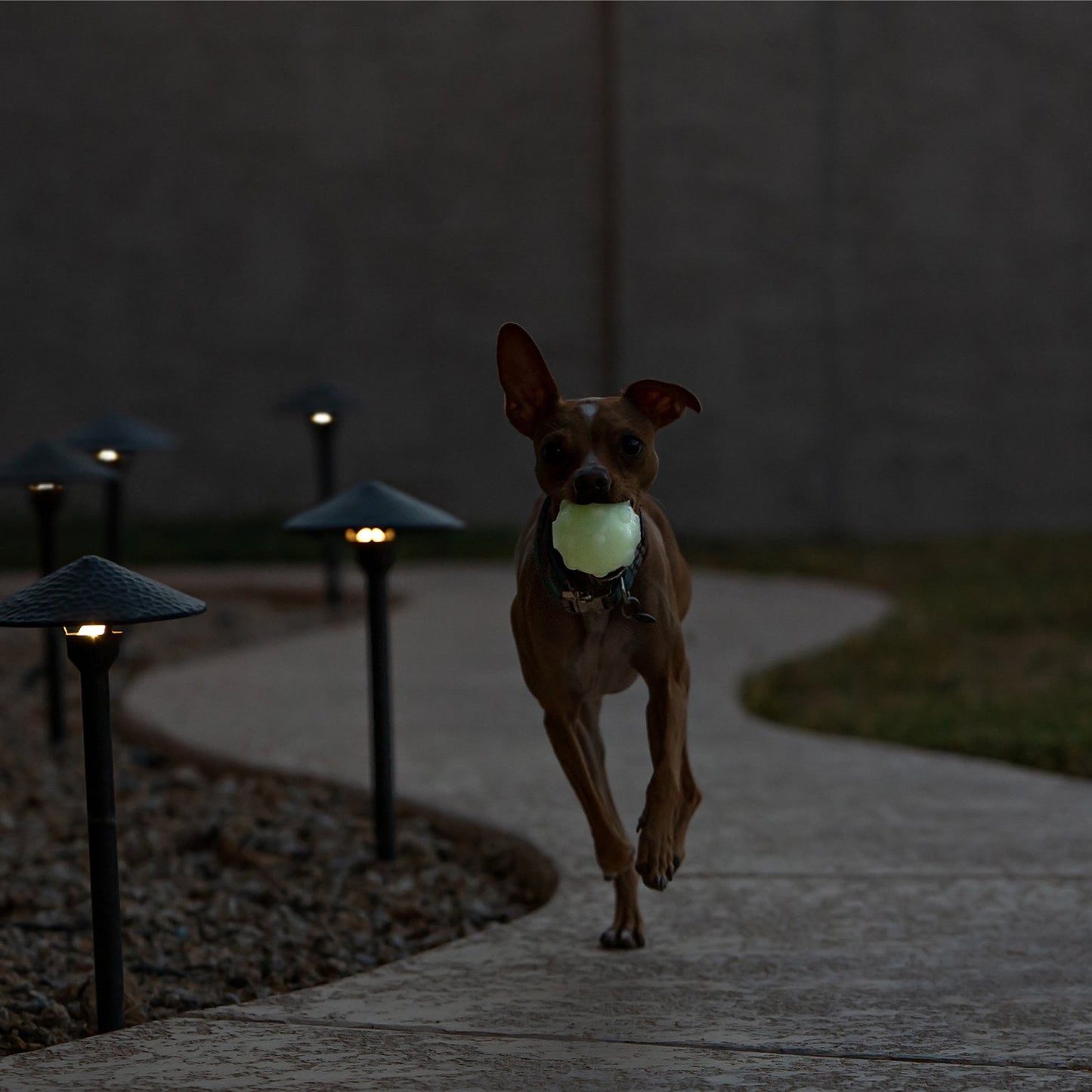 Jolly Jumper 2000x 1.jpg