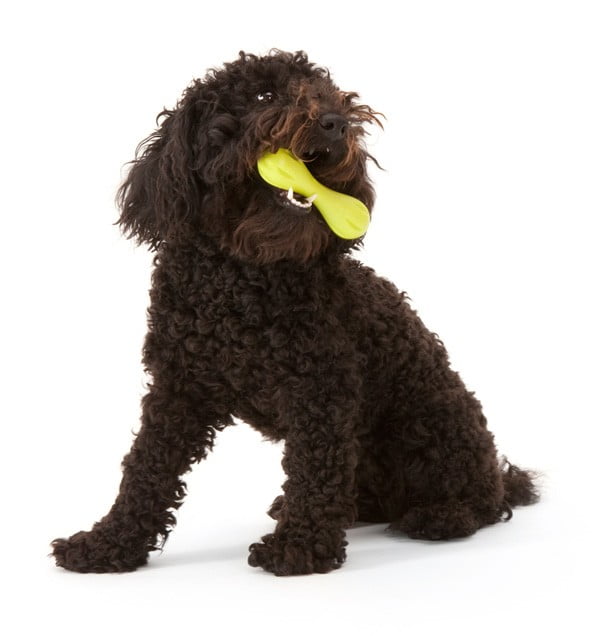 Mini Hurley W Dog Web.jpg