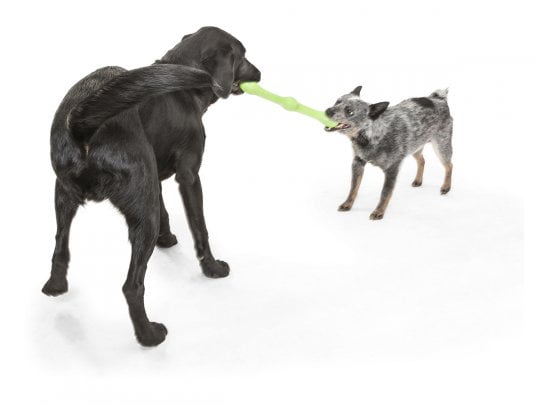 Zwig Jungle Heeler Lab Tugging 1.jpg
