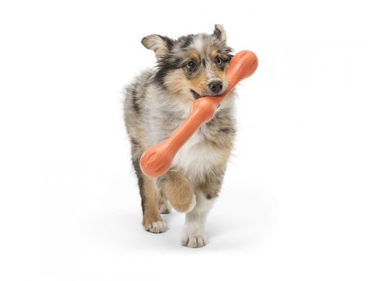 Zwig Melon Aussie In Mouth 5.jpg