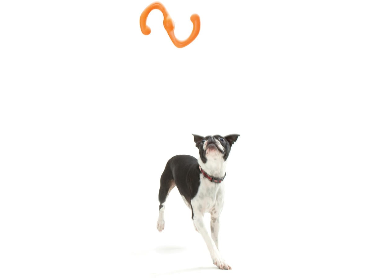 Bumi Fetch Toy Boston Up.jpg