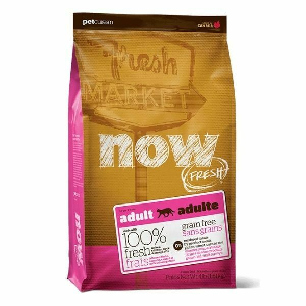 Now חתולים.jpg