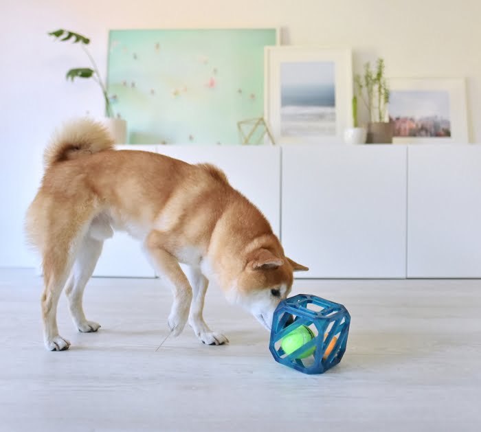 Outward Hound Dog Puzzle Toy Puzzle Cube