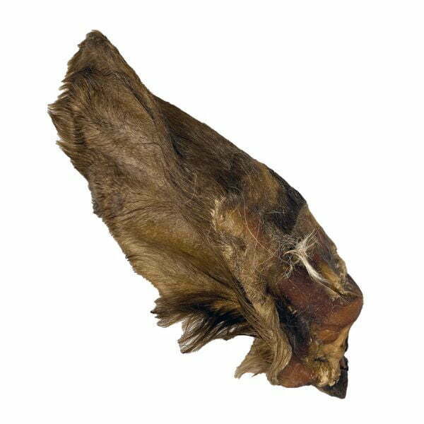 1663251245 ענקית20עם20פרווה20אוזן20בקר.jpg