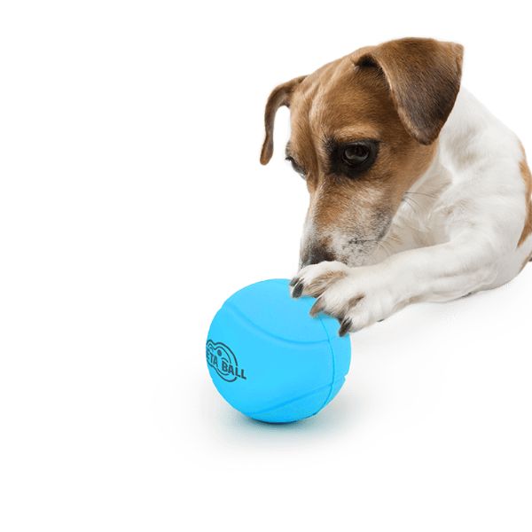 1684861510 כדור20מטא202.jpg