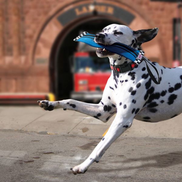 1703409517 קונג20בליסטיק203.jpg