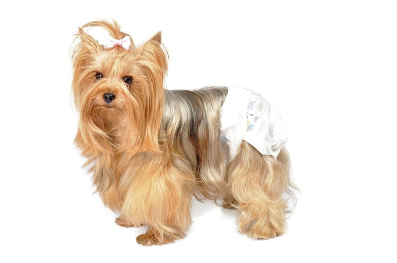 Camon Diapers Dog.jpg