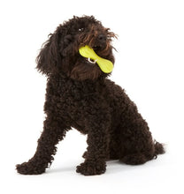Mini Hurley W Dog Web.jpg