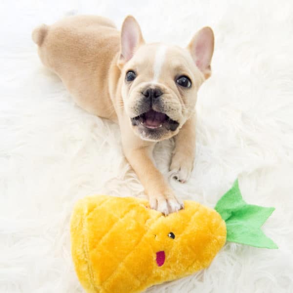 Nomnomz Pineapple2 600x600 1.jpg