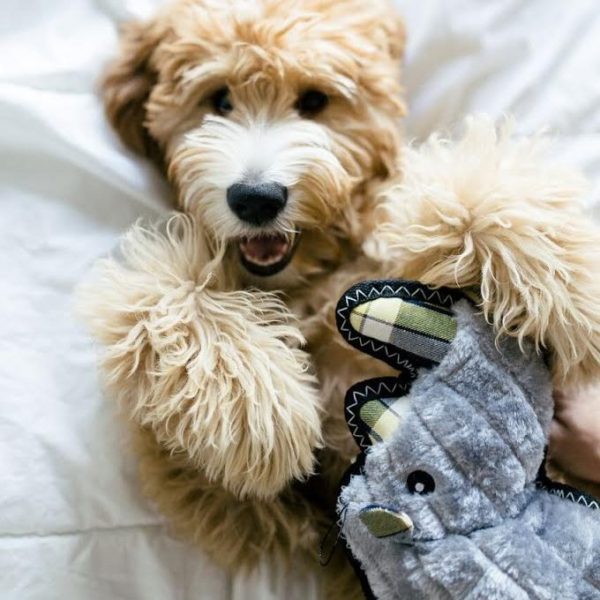 Z Stitch Grunterz Rhino E1513122831866 600x600 1.jpg