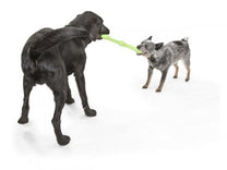 Zwig Jungle Heeler Lab Tugging 1.jpg