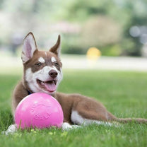 Bounce N Play 2 1 (1)