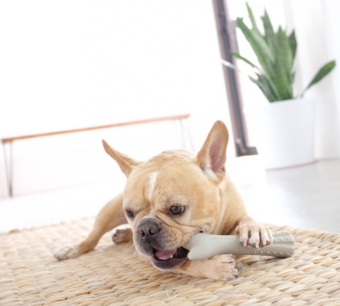 Deerhorn Dog Chew By Petstages.jpg